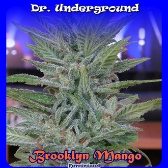 Brooklyn Mango (Dr. Underground) féminisée