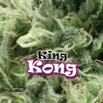 King Kong (Dr. Underground) féminisée