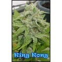 King Kong (Dr. Underground) féminisée