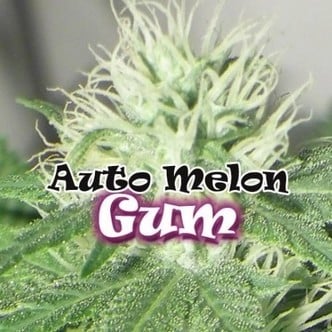 Auto Melon Gum (Dr. Underground) féminisée