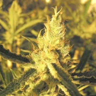 Y Griega CBD (Medical Seeds) féminisée