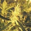 Y Griega CBD (Medical Seeds) féminisée