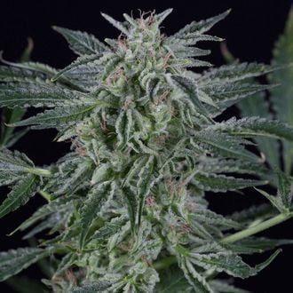 Critical Jack Autoflowering (Silent Seeds) féminisée