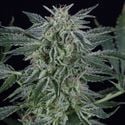 Critical Jack Autoflowering (Silent Seeds) féminisée