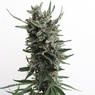 Auto Critical HOG (T.H. Seeds) féminisée