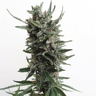 Auto Critical HOG (T.H.Seeds) féminisée