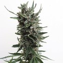 Auto Critical HOG (T.H.Seeds) féminisée