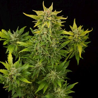 Fruit Autoflowering (Dinafem) féminisée