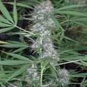 Caribe (Cannabiogen) féminisée