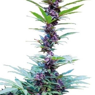 Deluxe Mix (Cannabiogen) féminisée