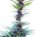 Deluxe Mix (Cannabiogen) féminisée