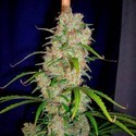 Destroyer (Cannabiogen) féminisée