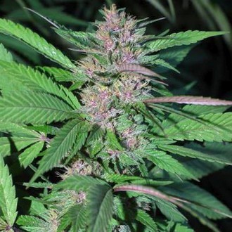 Pakistan Chitral Kush (Cannabiogen) féminisée