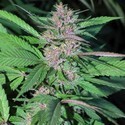 Pakistan Chitral Kush (Cannabiogen) féminisée