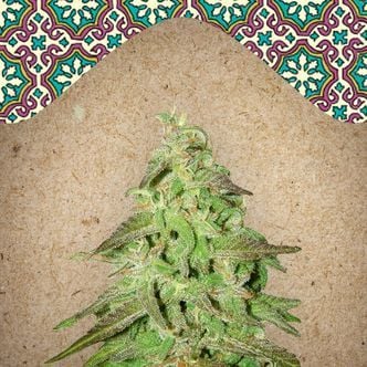 Maroc (Female Seeds) féminisée