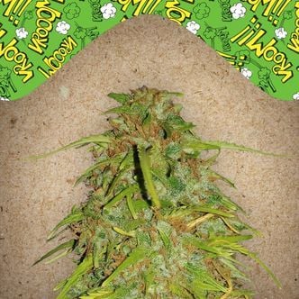 Auto Speed Bud (Female Seeds) féminisée