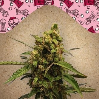 Auto Bubble (Female Seeds) féminisée