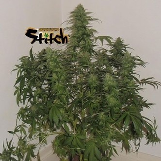 Russian Fuel Auto (Flash Auto Seeds) féminisée