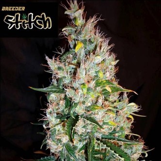 Russian Haze Auto (Flash Auto Seeds) féminisée