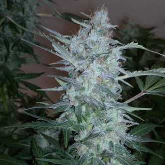 White Sirius Auto (Flash Auto Seeds) féminisée