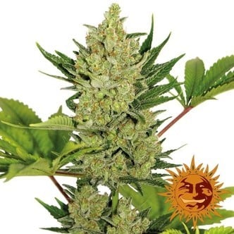 Blue Cheese Auto (Barney's Farm) féminisée