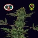 Big Buddha Cheese Automatic (Big Buddha Seeds) féminisée