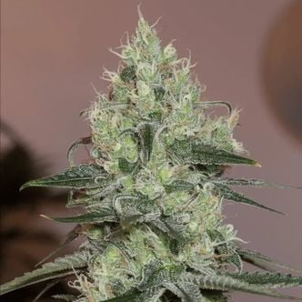 Original Amnesia (Silent Seeds) féminisée