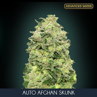 Auto Afghan Skunk (Advanced Seeds) féminisée