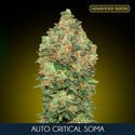 Auto Critical Soma (Advanced Seeds) féminisée