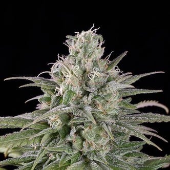 UK Cheese Auto (Humboldt Seeds) féminisée