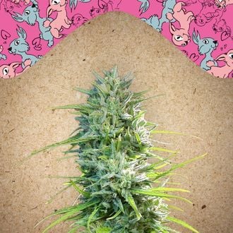 SexBud (Female Seeds) féminisée