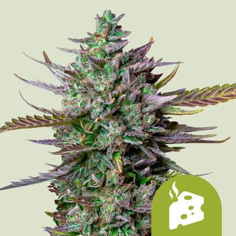 Blue Cheese Automatic (Royal Queen Seeds) féminisée