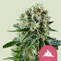 Critical Kush (Royal Queen Seeds) féminisée