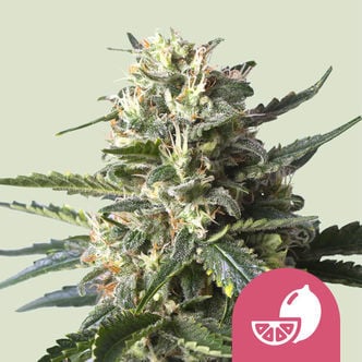 Lemon Shining Silver Haze (Royal Queen Seeds) féminisée