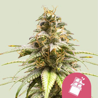 Chocolate Haze (Royal Queen Seeds) féminisée