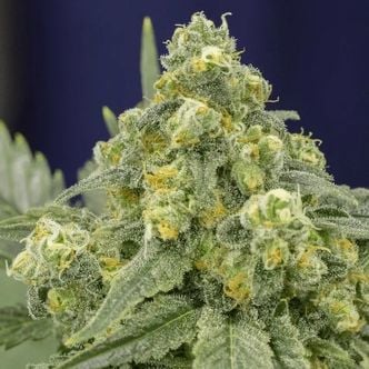 White Widow (Silent Seeds) féminisée
