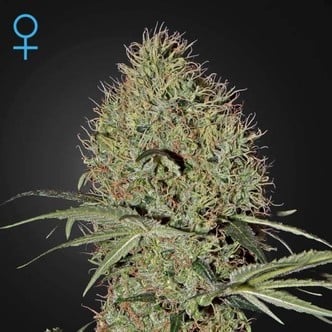 Super Bud Autoflowering (Greenhouse Seeds) féminisée