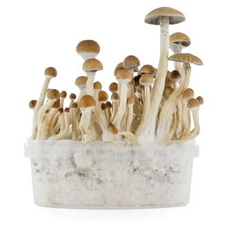 Kit de Culture Fresh Mushrooms 'B+'