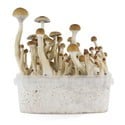 Kit de Culture Fresh Mushrooms 'B+'