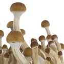 Kit de Culture Fresh Mushrooms 'B+'