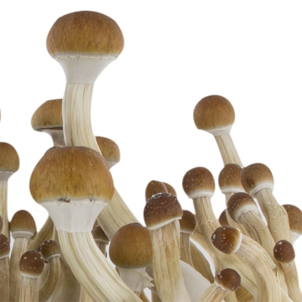 Guide pour cultiver des champignons magiques de Freshmushrooms- Alchimia  Grow Shop