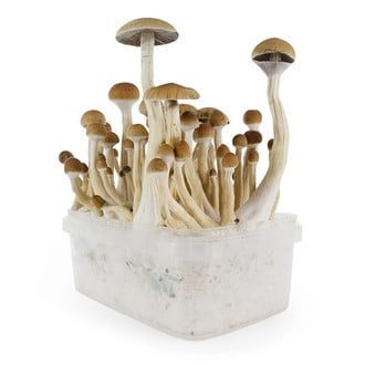 Kit de Culture Fresh Mushrooms 'B+'