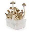 Kit de Culture Fresh Mushrooms 'B+'