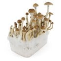 Kit de Culture Fresh Mushrooms 'B+'