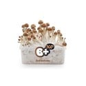 Kit de Culture Fresh Mushrooms 'B+'