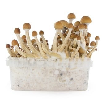 Kit de Culture Fresh Mushrooms 'McKennaii'