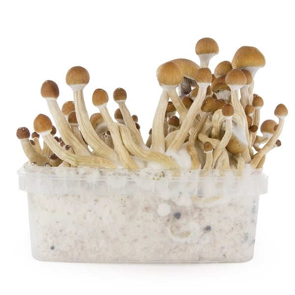 Achetez votre kit de culture de champignons frais McKennaii en ligne