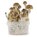 Kit de Culture Fresh Mushrooms 'McKennaii'