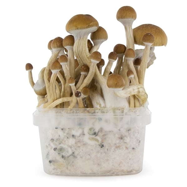 Achetez votre kit de culture de champignons frais McKennaii en ligne