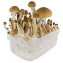 Kit de Culture Fresh Mushrooms 'McKennaii'